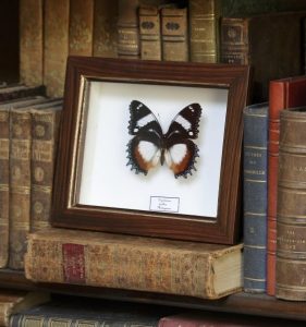 OBJET PEINT : Sur un petits cadre chic, réalisation d'une imitation d'ébène de Macassar et filet doré.